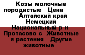Козы молочные породистые › Цена ­ 3 000 - Алтайский край, Немецкий Национальный р-н, Протасово с. Животные и растения » Другие животные   